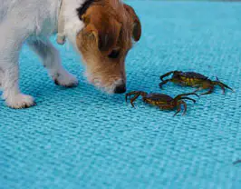 Höganäs Veterinären veterinärjour