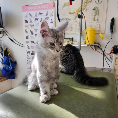 två katter på besök hos veterinärkliniken