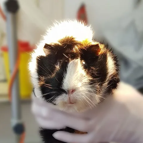 Marsvin som undersöks hos veterinären