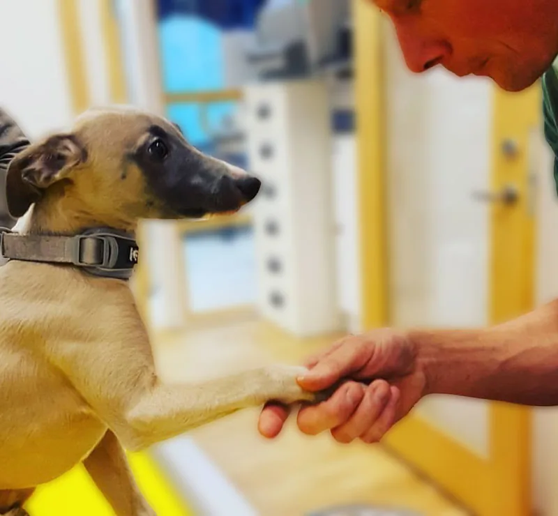 En valp hälsar med tassen på en av veterinärerna på Höganäsveterinären