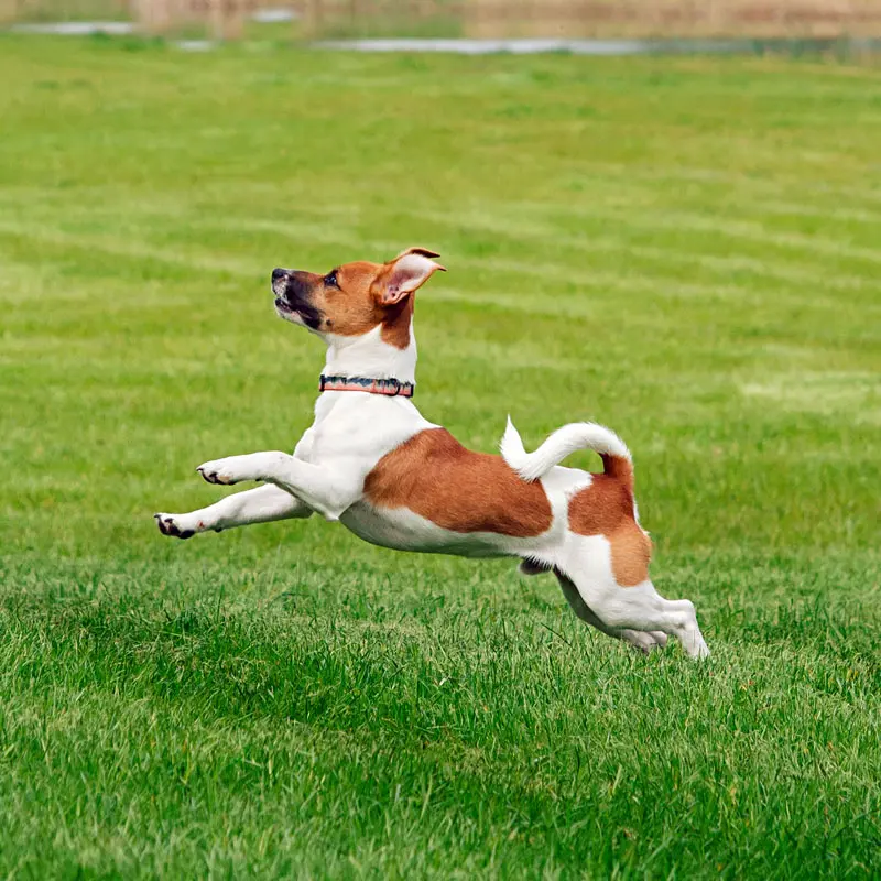 Hund som springer i full fart över en gräsmatta